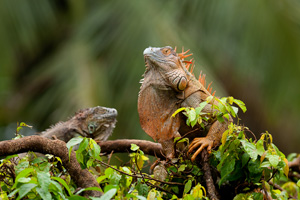 iguana